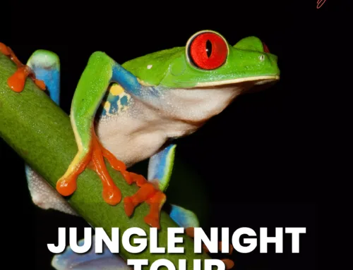 Jungle Night Tour